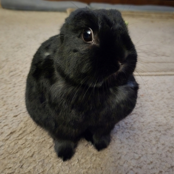 10mm Natural Blue Cat Eye - Picture 7 of 11